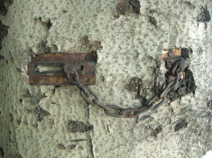 A lock growing out of a tree?